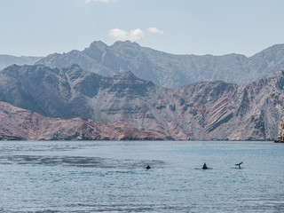 Dolphins swimming in the sea waves. Oman Fjords