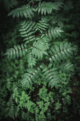 fern in the forest