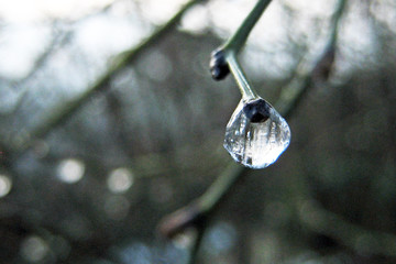 Frozen water drop on bare twig, close-up - Powered by Adobe