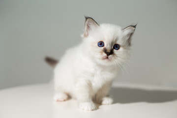 small kitten cat breed sacred burma on a light background