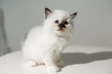 small kitten cat breed sacred burma on a light background