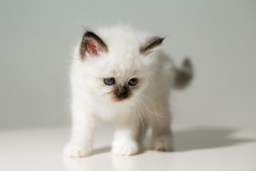 small kitten cat breed sacred burma on a light background