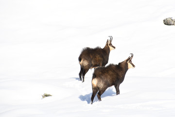 The chamois on the snow in the Gran Paradiso park
