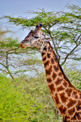 giraffe in serengeti
