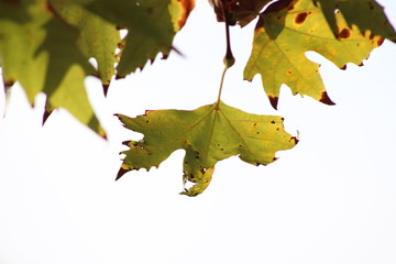  Autumn Leaf Background