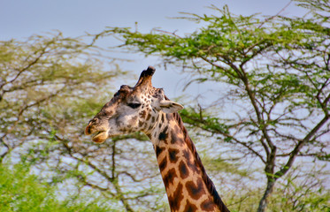 giraffe in tanzania