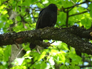 bird on a branch