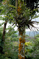 Branches grow from the middle of the stem