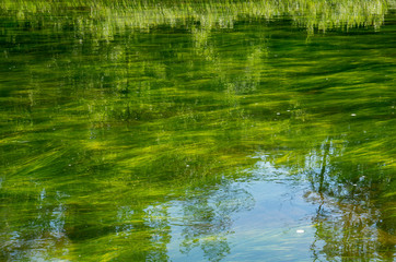 Green algae in a mountain river.