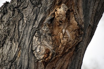 Macro Tree Bark & Knot 