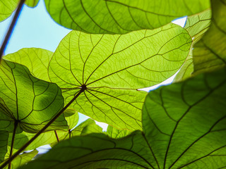 Green leaves beautiful patterns backgrounds