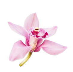 Fototapeta na wymiar Pink orchid. Tropical flower branch isolated on white background. Clipping path saved
