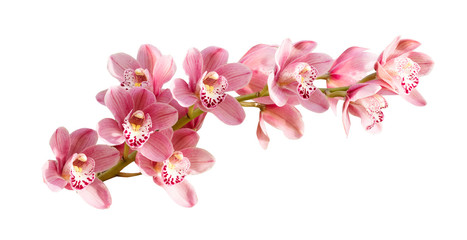 Obraz na płótnie Canvas Pink orchid. Tropical flower branch isolated on white background. Clipping path saved