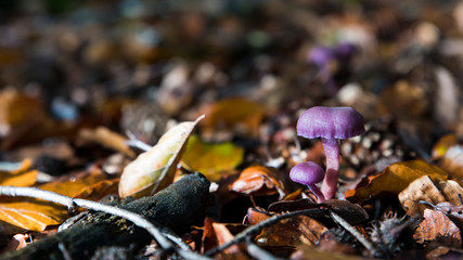 autumn forest with a big and small Laccaria amethystina