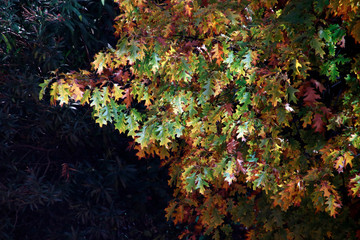 Leaves in autumn color