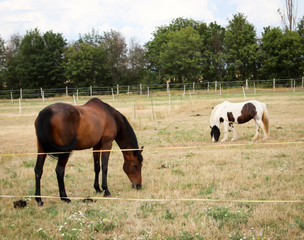 Naklejka na ściany i meble Pferd, Pferde auf einer Koppel grasend, Portrait eines Pferdes