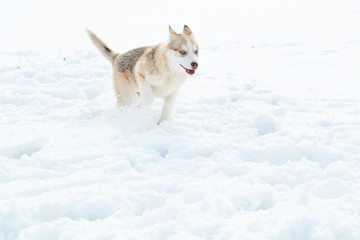 husky puppies play in the white snow