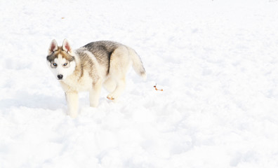 husky puppies play in the white snow