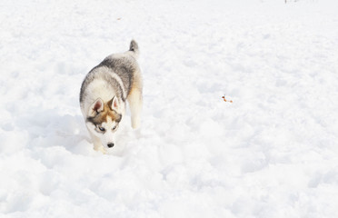 husky puppies play in the white snow