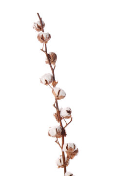 Branch with cotton flowers on white background