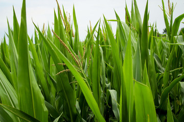 Details Detailaufnahme von Maispflanzen auf einem Maisfeld