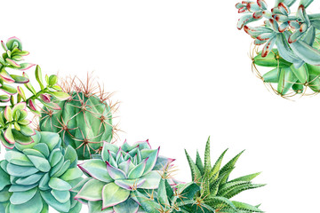 watercolor succulents on isolated white background
