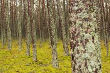 pine forest trees in the moss, cloudy day