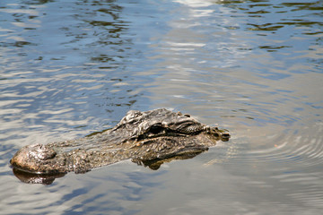 Der Kopf eines Aligators in Floridas Everglades schaut aus dem Wasser