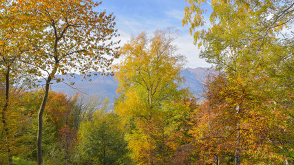 fantastico paesaggio del bosco in autunno, con alberi, betulle, larici con foglie gialle e arancioni © fotonaturali