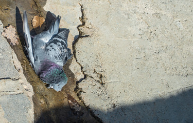 A dead pigeon near a puddle on the concrete floor.