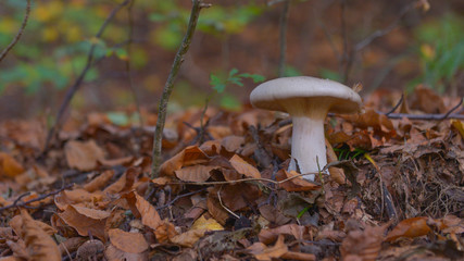 fungo nel bosco in autunno, in primo piano