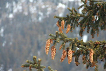 Noble fir and cones in winter mountains