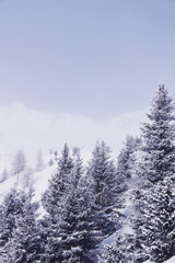 Winter mountain forest in Soelden