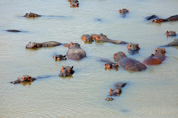 The common hippopotamus (Hippopotamus amphibius) or hippo is swimming in the middle of lake in...