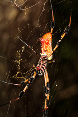 Eine Nephila clavata, Golden Web Orb, eine Art Radnetzweberspinne