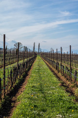 vigna dopo raccolto