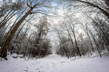 Snowy path in the woods