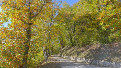 fantastico paesaggio del bosco in autunno, con alberi, betulle, larici con foglie gialle e arancioni