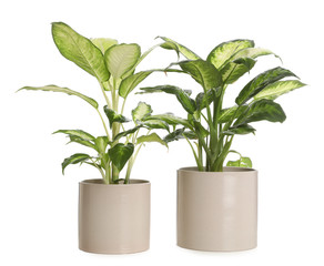 Pots with Dieffenbachia plants isolated on white. Home decor