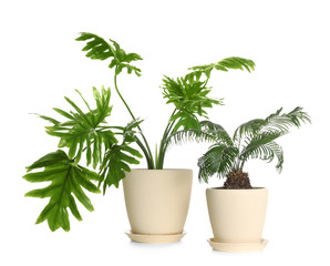 Pots with different exotic plants isolated on white. Home decor