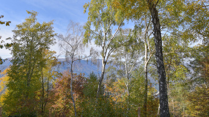 fantastico paesaggio del bosco in autunno, con alberi, betulle, larici con foglie gialle e arancioni