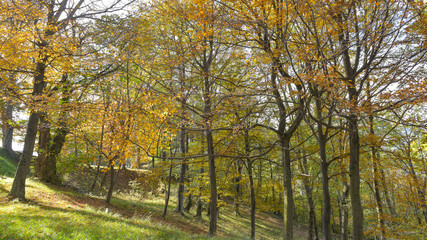 fantastico paesaggio del bosco in autunno, con alberi, betulle, larici con foglie gialle e arancioni