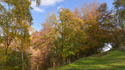 fantastico paesaggio del bosco in autunno, con alberi, betulle, larici con foglie gialle e arancioni © fotonaturali