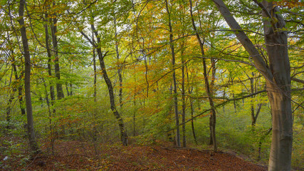 fantastico paesaggio del bosco in autunno, con alberi, betulle, larici con foglie gialle e arancioni
