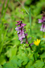 eine Pflanze, Blume im Frühjahr ähnlich einer Taubnessel