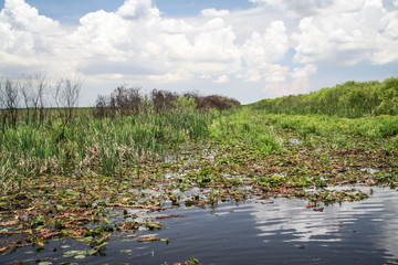 Obraz na płótnie Canvas Blick in die Everglades, großes Landschafts Gebiet in Florida