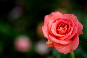 Coral red rose flower blooming in roses garden. Soft focus close-up shot.