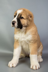 brown and white puppy Alabai on a gray background, studio