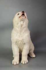 white puppy Alabai on a gray background, studio