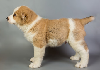 brown and white puppy Alabai on a gray background, studio